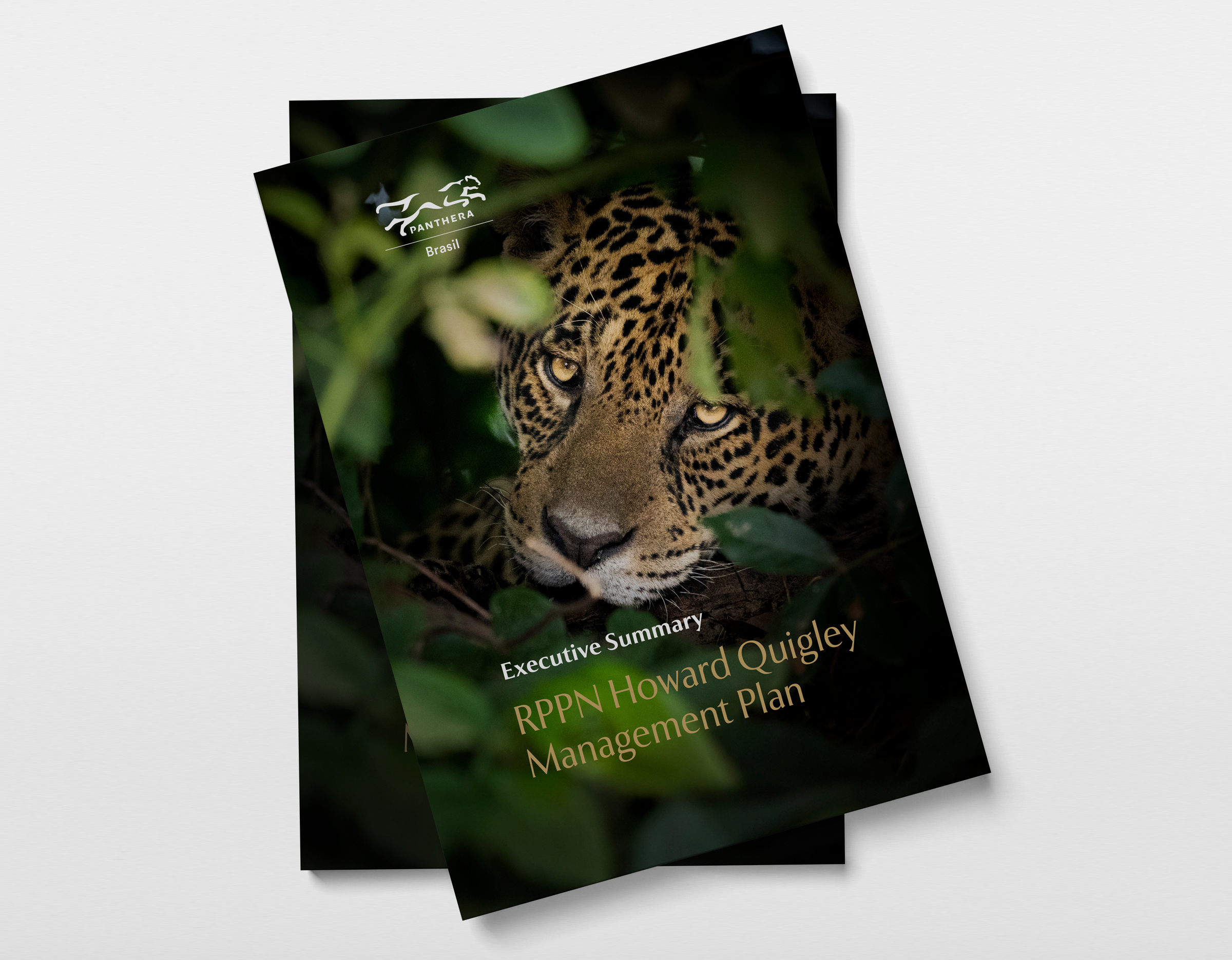 Panthera - Imagem 1